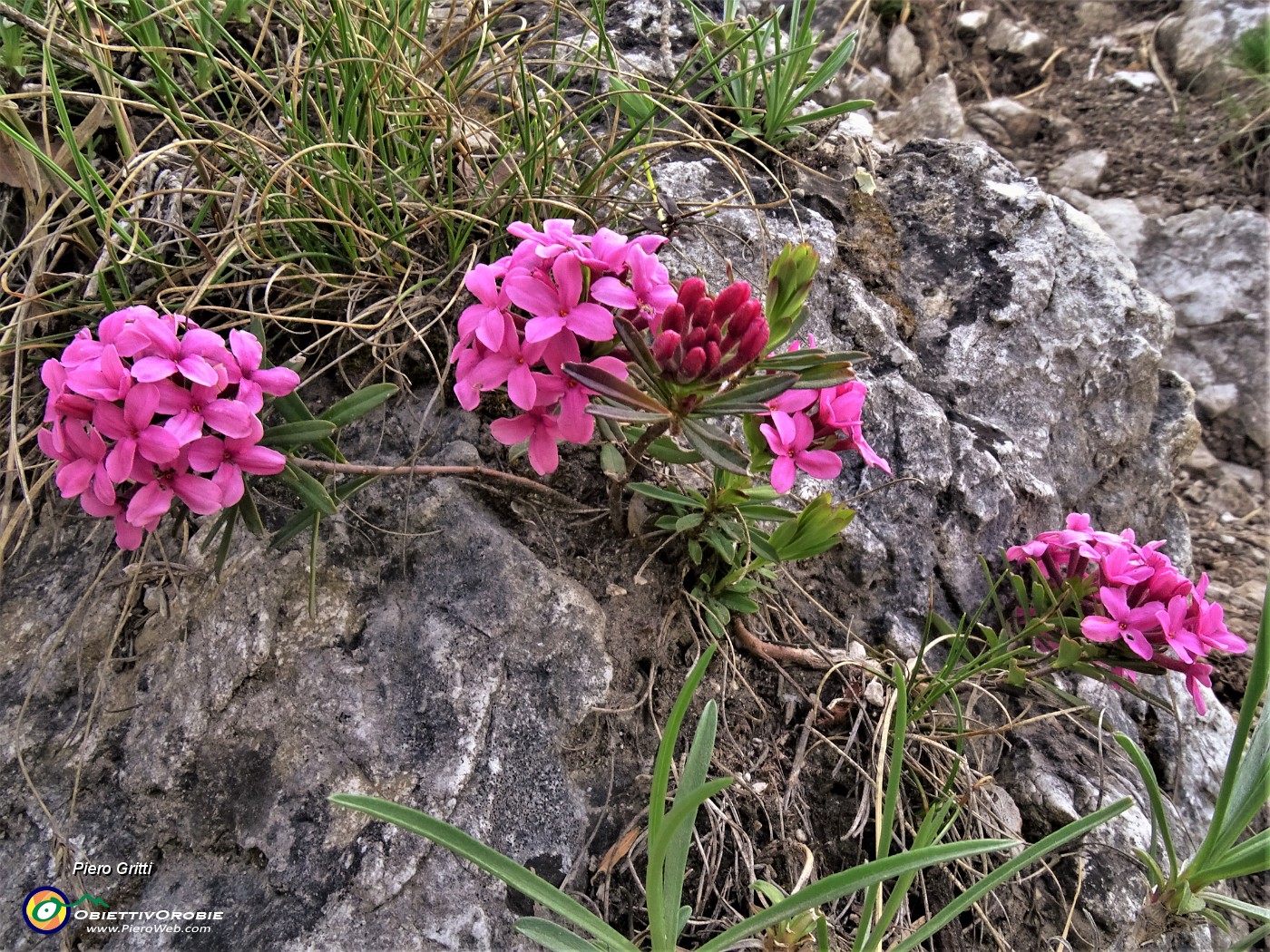 46  Daphne cneorum (Dafne odorosa) sulle impervie roccette verso la cima del Pizzo di Spino.JPG